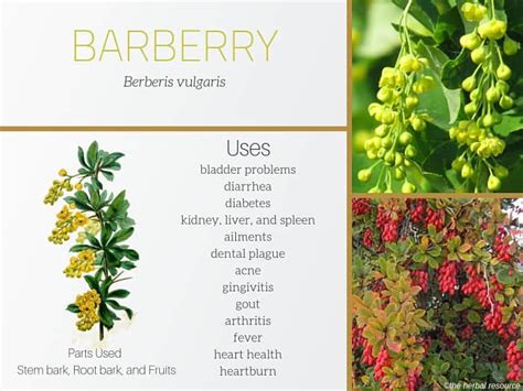 barberry root side effects.